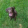 dog, chocolate_labrador, grass, tennis_ball, playful, tongue_out, pet, outdoor, canine, happy, animal, summer, greenery, cute, friendly, looking_up, nature, grass_field, four_legs, collar