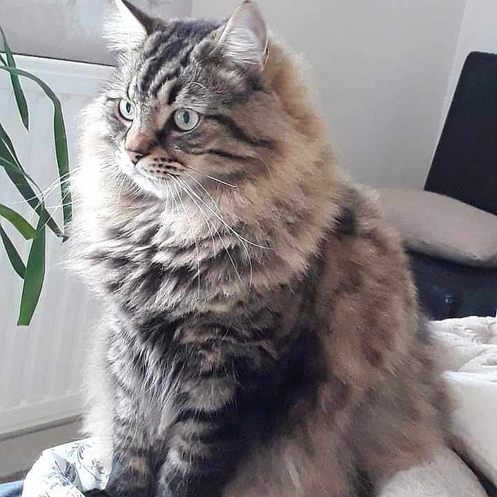 Hunter participe au concours pour gagner de l'argent avec cette photo : animal, bed, blanket, cat, cozy, domestic_animal, ears, fluffy, fur, furniture, home, indoor, looking_away, pet, plant, portrait, relaxed, sitting, tabby, whiskers