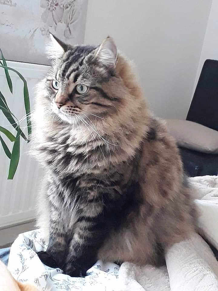 Hunter