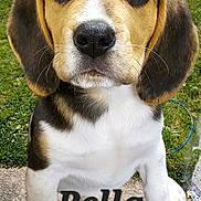 Bella participe au concours pour gagner de l'argent avec cette photo : puppy, beagle, dog, close_up, grass, outdoor, pet, cute, animal, young_dog, paw, ears, nose, fur, adorable, sitting, face, whiskers, ground, nature