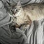 Winky joined the competition — help win amazing prizes! cat, animal, pet, feline, blue_eyes, fluffy, lying_down, blanket, bed, cozy, indoor, soft, fur, cute, relaxed, resting, whiskers, paw, sleepy, domestic