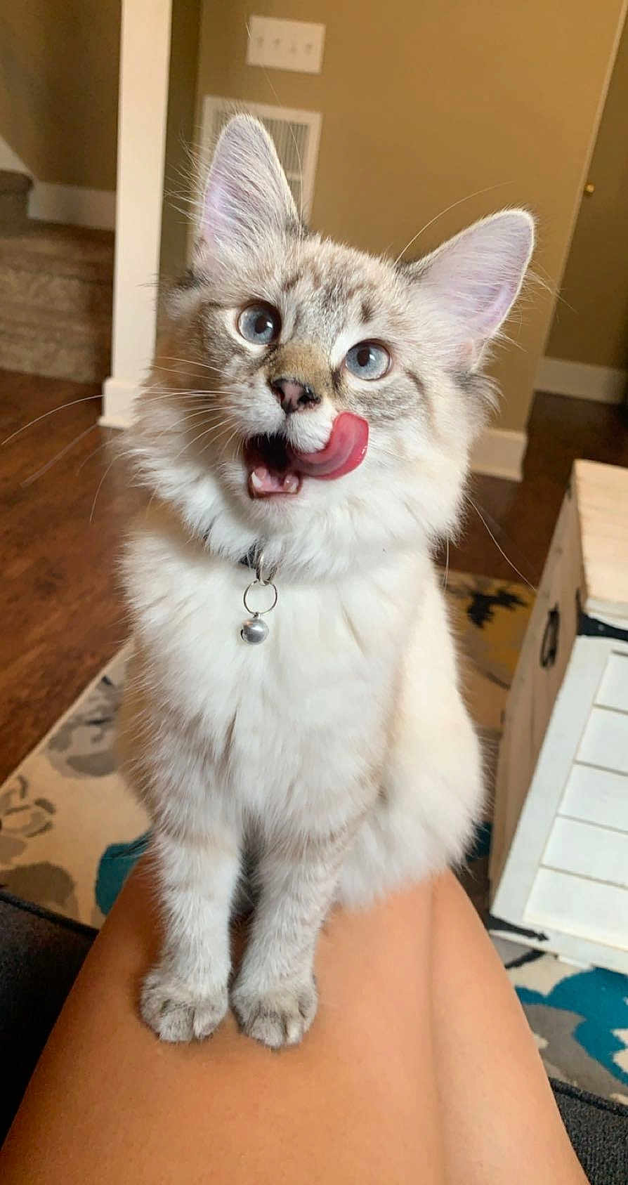 Winky is registered to the contest to win money with this photo: cat, blue_eyes, fluffy, tongue_out, collar, bell, lap, indoor, carpet, furniture, person, legs, cute, pet, whiskers, ears, nose, fur, domestic_animal, cozy