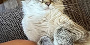 Winky is registered to the contest to win money with this photo: cat, fluffy, relaxed, couch, furniture, indoor, pet, animal, whiskers, paws, fur, closeup, resting, sleepy, cozy, human, leg, wooden_floor, texture, home