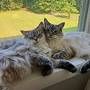 Winky is registered to the contest to win money with this photo: cat, cats, fluffy, feline, window, windowsill, sunlight, indoor, pets, animal, snuggling, relaxed, cozy, fur, nature, greenery, daylight, resting, domestic, companions