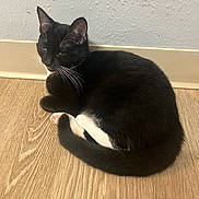 Pandy is registered to the contest to win money with this photo: cat, black_and_white, feline, pet, indoor, flooring, wood_floor, baseboard, resting, loaf_position, whiskers, tail, pink_paw, fur, animal, domestic_cat, relaxed, home, sleepy, curled_up