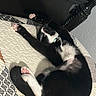 Pandy is registered to the contest to win money with this photo: cat, black_and_white, sleeping, paw, quilt, bed, furniture, indoor, resting, pet, animal, cute, cozy, whiskers, tail, collar, pink_paws, fur, relaxed, napping
