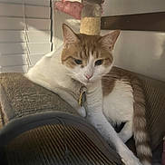 Sofia joined the competition — help win amazing prizes! cat, orange_and_white, pet, indoor, cat_tree, scratcher, collar, key, paw, relaxed, feline, fur, whiskers, window_blinds, sitting, curious, domestic_animal, animal, resting, cute