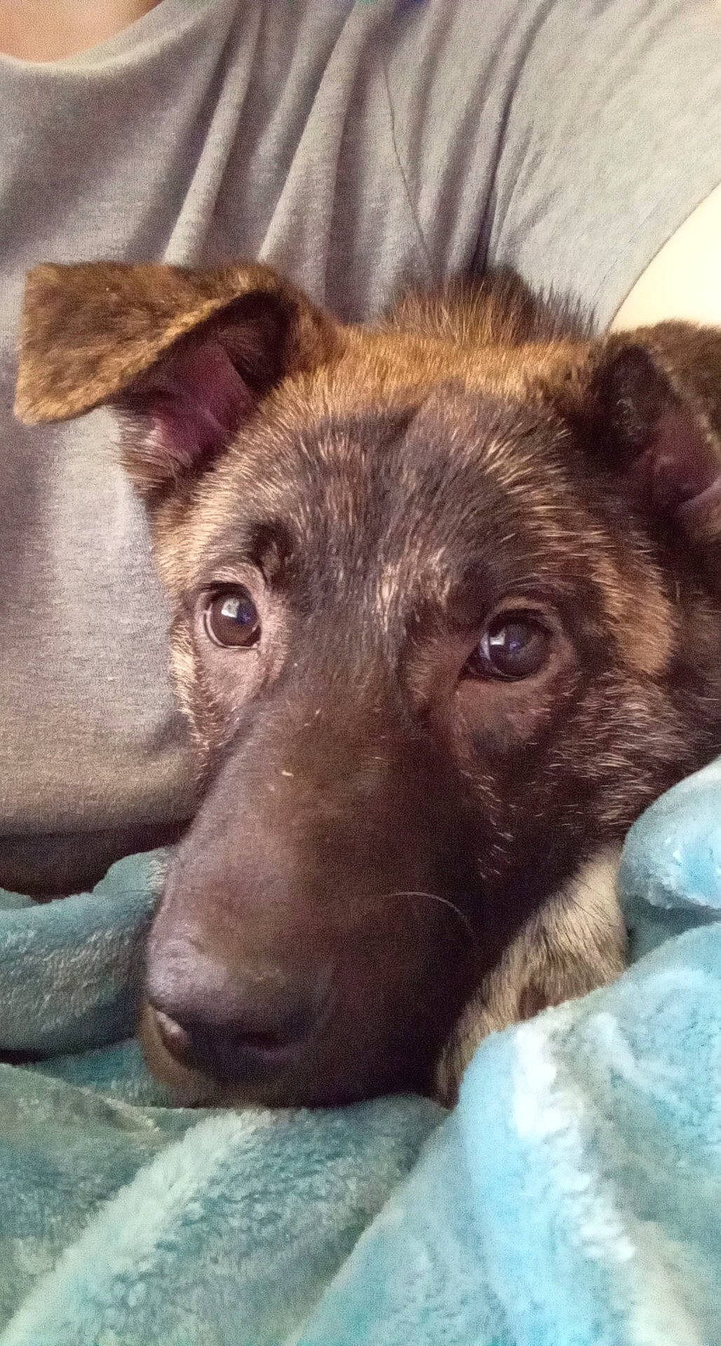 Toph joined the competition — help win amazing prizes! canidae, carnivore, companion_dog, dog, dog_breed, ear, eye, fawn, fur, german_shepherd_dog, guard_dog, liver, photography, snout, sporting_group, street_dog, terrestrial_animal, whiskers, working_animal, working_dog