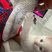 Sorra is registered to the contest to win money with this photo: kitten, white_cat, paw, towel, hand, red_shirt, spiderman, indoor, playing, feline, cute, pet, young_animal, fur, claw, textile, person, bedroom, floor, toy