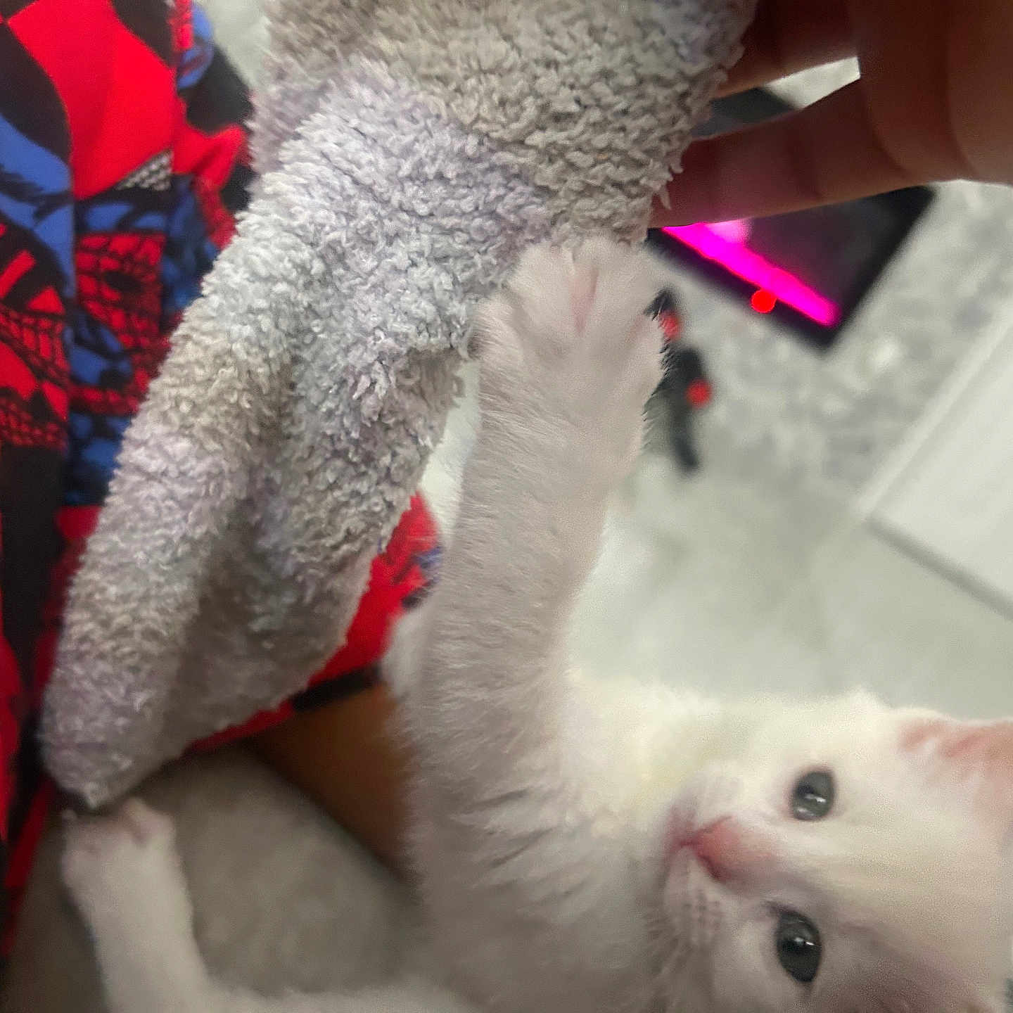 Sorra is registered to the contest to win money with this photo: kitten, white_cat, paw, towel, hand, red_shirt, spiderman, indoor, playing, feline, cute, pet, young_animal, fur, claw, textile, person, bedroom, floor, toy