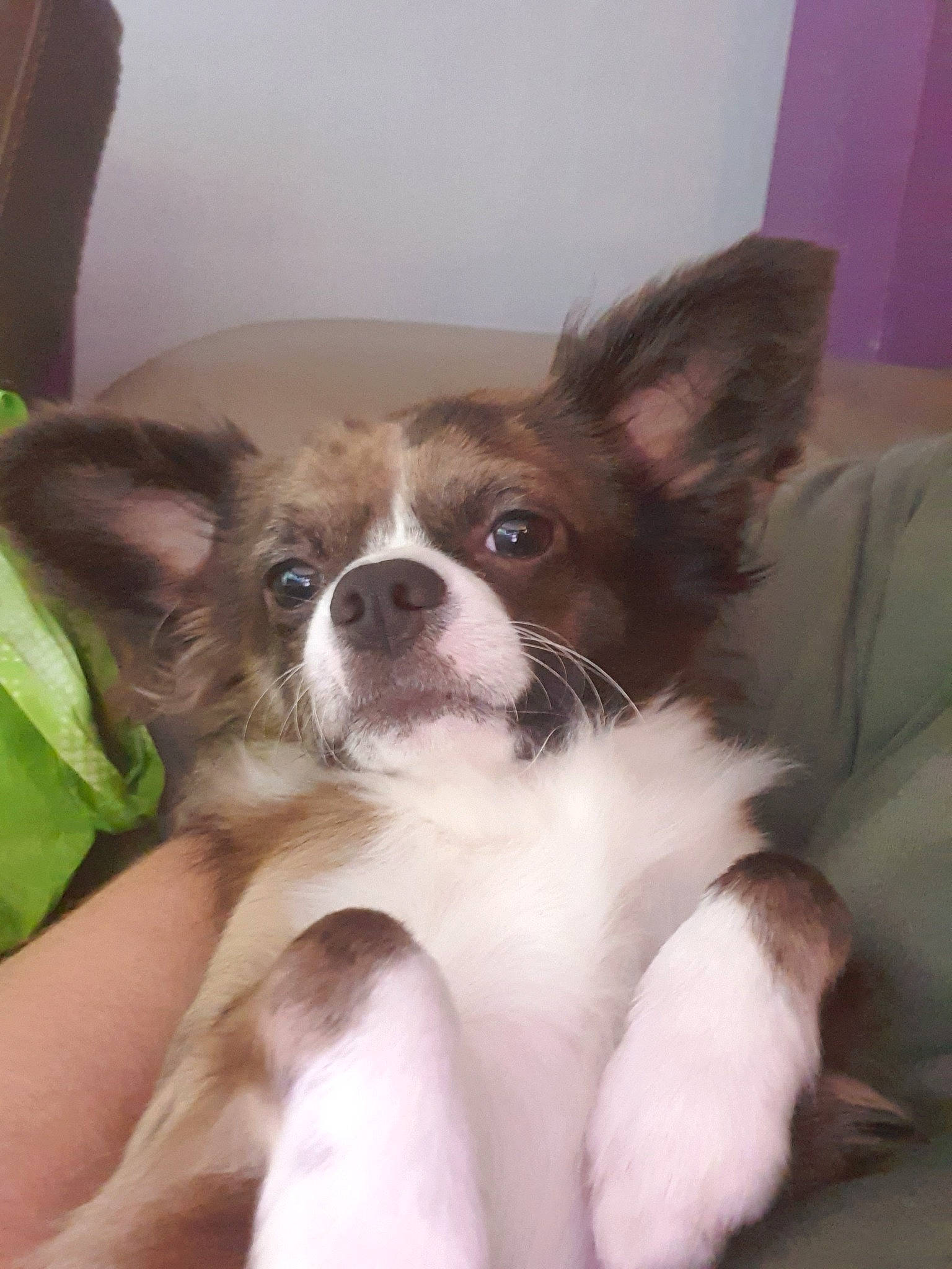 Olympe a rejoint le concours — aidez-le/la à gagner de superbes lots ! canidae, carnivore, chihuahua, companion_dog, dog, dog_breed, ear, eye, fawn, mammal, nose, papillon, puppy, puppy_love, snout, sporting_group, toy_dog, vertebrate, whiskers