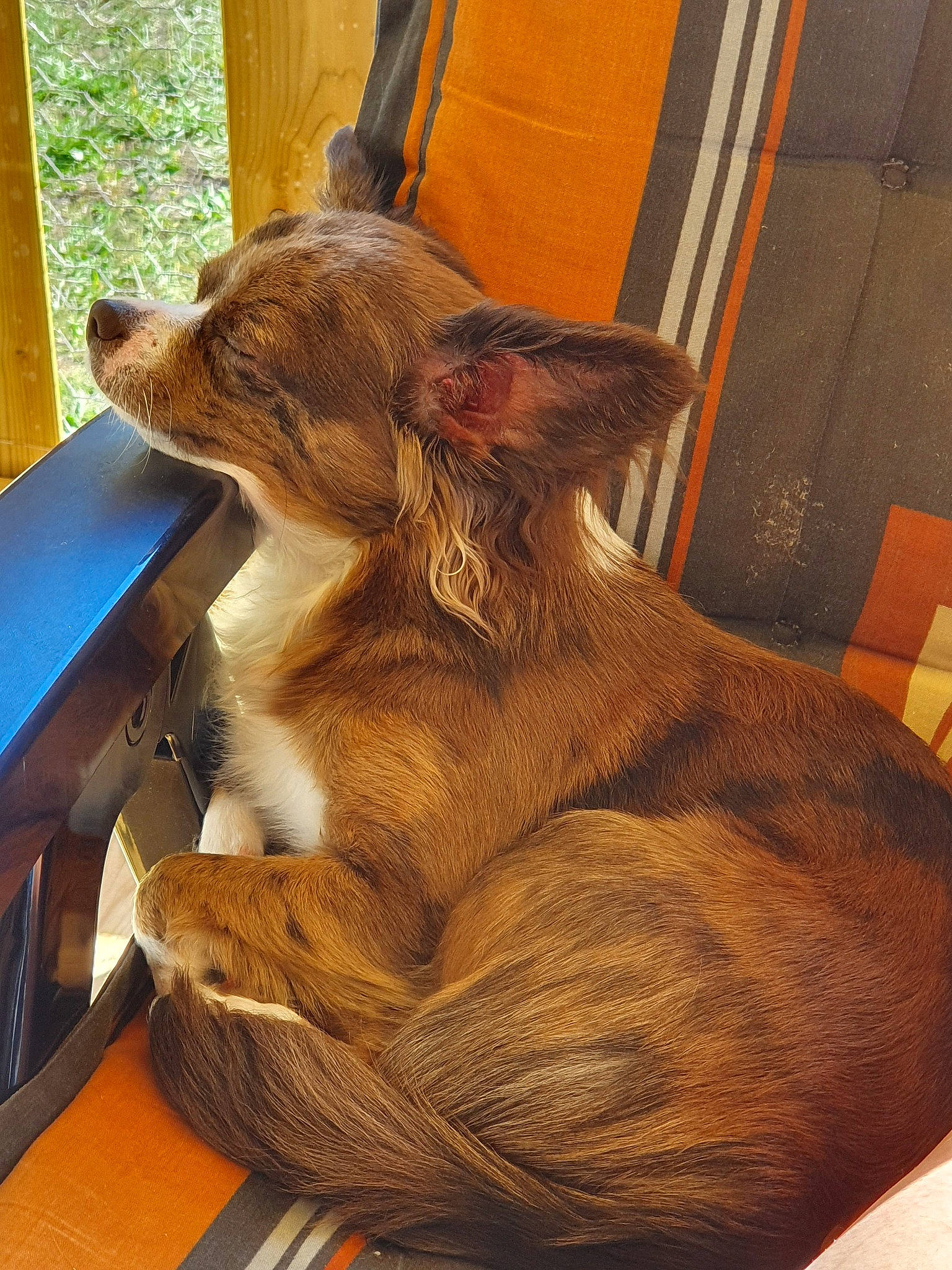 Olympe a rejoint le concours — aidez-le/la à gagner de superbes lots ! canidae, carnivore, cat, companion_dog, dog, dog_breed, ear, fawn, felidae, liver, mammal, snout, sporting_group, whiskers