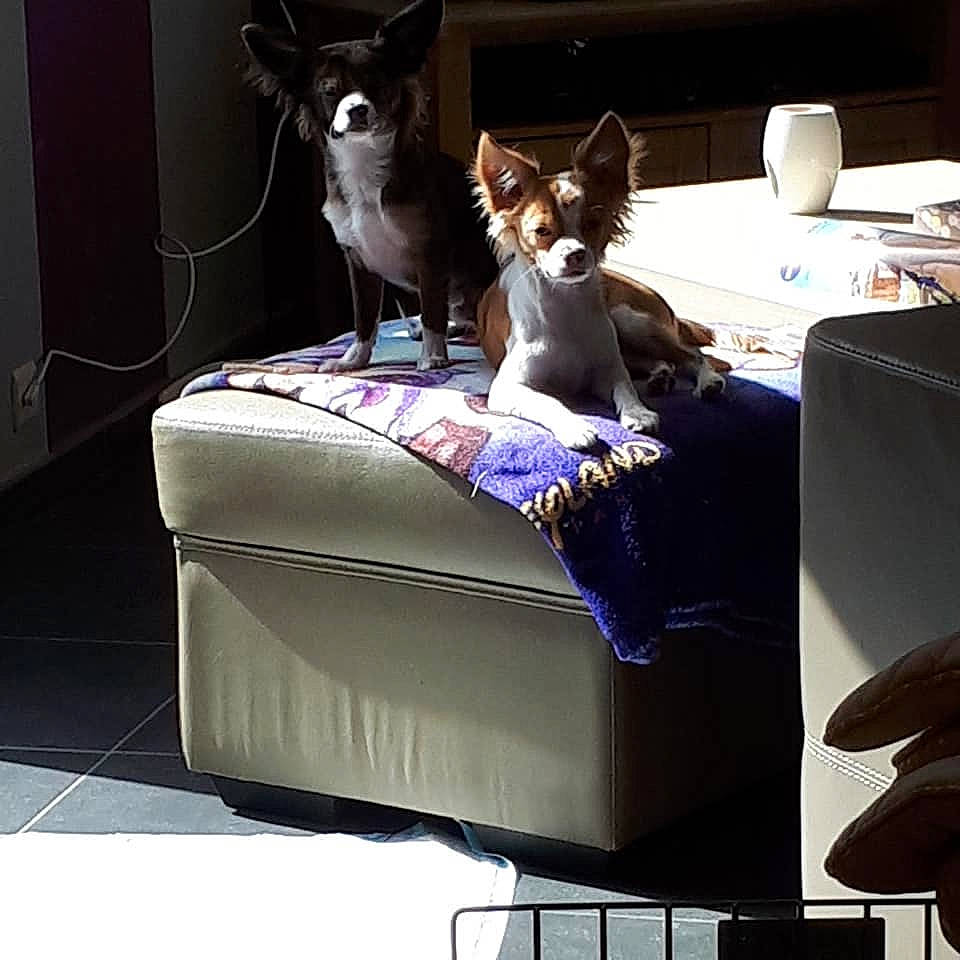 Olympe participe au concours pour gagner de l'argent avec cette photo : canidae, carnivore, cat, chair, companion_dog, cornish_rex, couch, ear, felidae, furniture, kitten, sphynx, square, table, whiskers