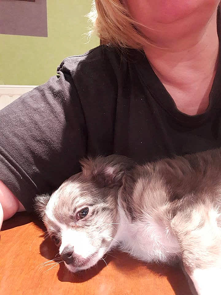 Olympe a rejoint le concours — aidez-le/la à gagner de superbes lots ! american_cocker_spaniel, canidae, carnivore, companion_dog, dog, dog_breed, ear, miniature_schnauzer, puppy, puppy_love, schnoodle, shih_tzu, sporting_group