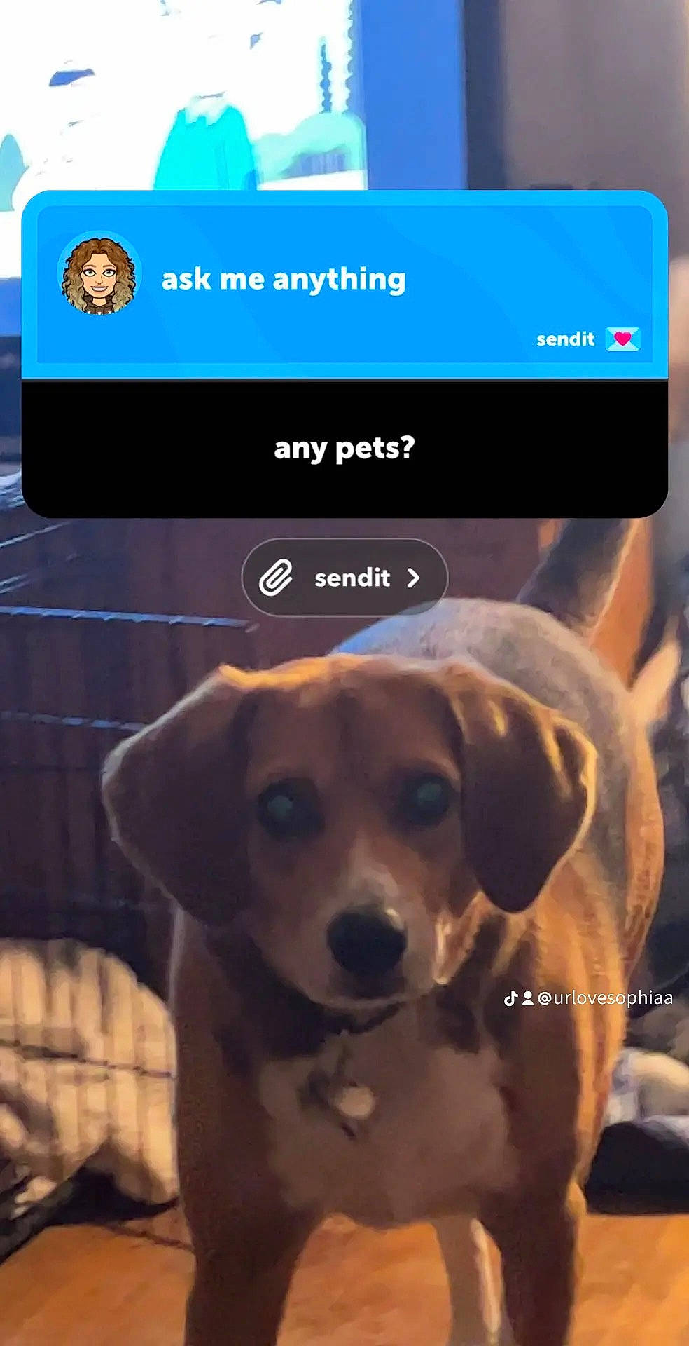 Oscar joined the competition — help win amazing prizes! canidae, carnivore, collar, communication_device, companion_dog, dog, dog_breed, fawn, font, gadget, output_device, paw, pet_supply, photo_caption, portable_communications_device, service, snout, sporting_group, whiskers, working_animal