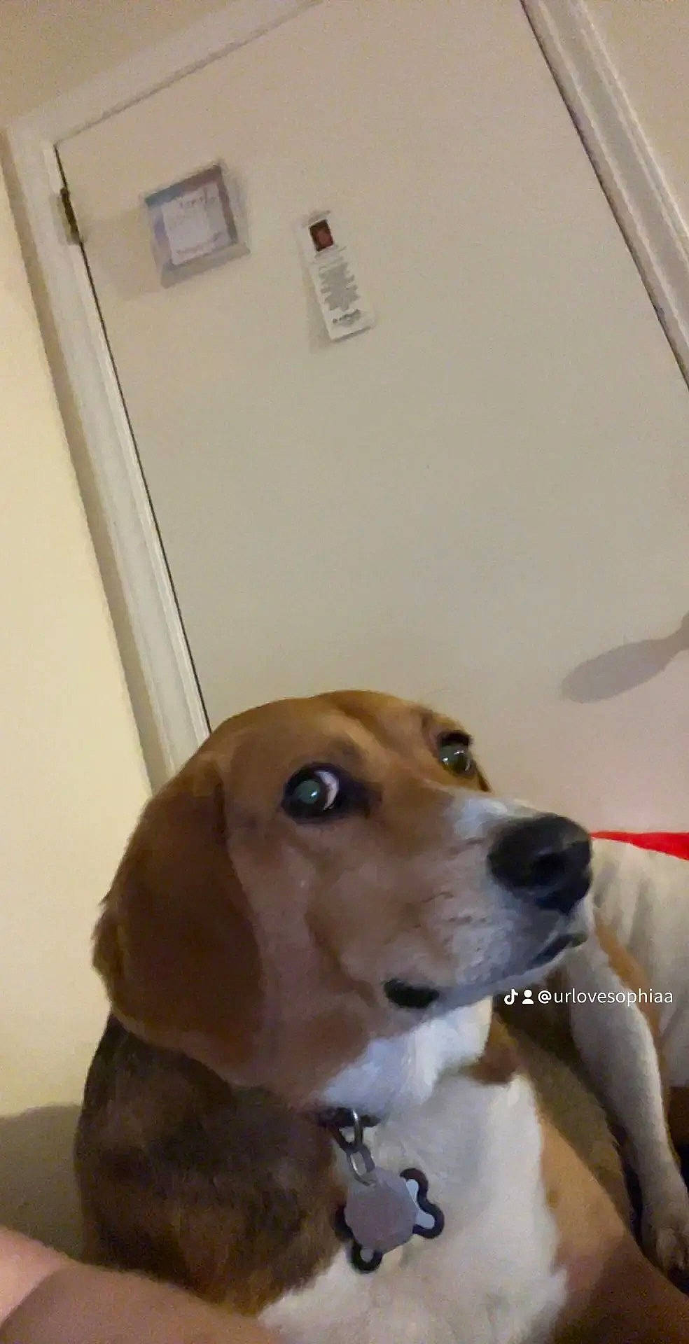 Oscar joined the competition — help win amazing prizes! beaglier, carnivore, collar, companion_dog, dog, dog_breed, dog_collar, fawn, flooring, fur, hardwood, pet_supply, snout, sporting_group, wall_plate, whiskers, wood, working_animal