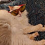 accessory, animal, blanket, cat, cozy, cream_color, cute, decor, eyewear, feline, fluffy, home, indoor, laid_back, patterned, pet, relaxed, resting, soft, sunglasses