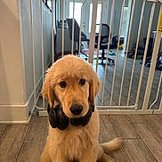 Myles is registered to the contest to win money with this photo: golden_retriever, puppy, dog, headphones, baby_gate, wooden_floor, indoors, pet, cute, sitting, furniture, home, flooring, animal, young_dog, domestic, ears, tail, looking, fur