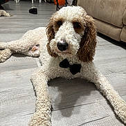 Puddles is registered to the contest to win money with this photo: dog, curly_fur, bow_tie, indoor, floor, living_room, sofa, wooden_floor, pet, canine, relaxed, brown_and_white, furniture, paw, animal, companion, cute, laying_down, home, domestic