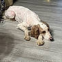 Puddles joined the competition — help win amazing prizes! dog, curly_hair, sleeping, floor, wood_floor, indoor, resting, pet, canine, fur, brown, white, quiet, home, cozy, relaxed, animal, companion, curled_paws, natural_light