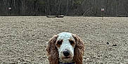 Puddles is registered to the contest to win money with this photo: dog, curly_hair, blue_collar, rocky_ground, sunset, clouds, trees, bare_trees, outdoor, nature, pet, animal, landscape, sky, evening, serene, portrait, canine, field, quiet