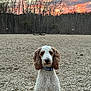 dog, curly_hair, blue_collar, rocky_ground, sunset, clouds, trees, bare_trees, outdoor, nature, pet, animal, landscape, sky, evening, serene, portrait, canine, field, quiet