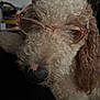 Puddles joined the competition — help win amazing prizes! dog, curly_fur, glasses, pink_glasses, pet, close_up, indoor, cute, nose, animal, face, fur, muzzle, domestic_animal, companion, eyewear, portrait, fluffy, brown, white