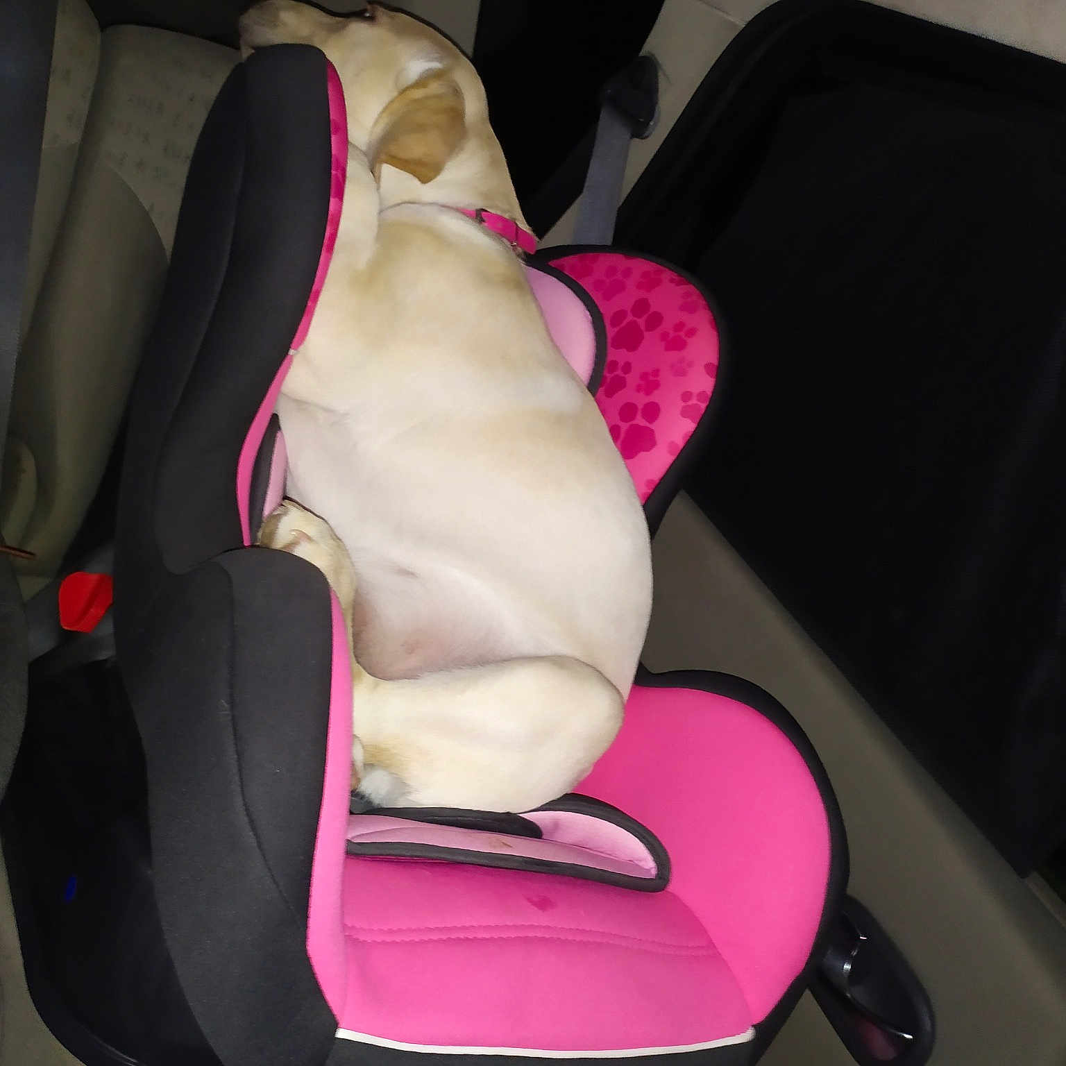 Rubis a rejoint le concours — aidez-le/la à gagner de superbes lots ! armrest, auto_part, car_seat, car_seat_cover, comfort, head_restraint, pink, seat_belt