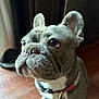 dog, french_bulldog, pet, close_up, portrait, indoor, hardwood_floor, collar, dog_tag, ears, eyes, whiskers, muzzle, gray_coat, wrinkled_face, looking_up, cute, sitting, curtain, shoe