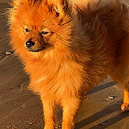 Ayline participe au concours pour gagner de l'argent avec cette photo : dog, pomeranian, orange_fur, fluffy, beach, sand, sunlight, animal, pet, outdoor, canine, fur, small_dog, standing, nature, daylight, muzzle, ears, paw, shadow