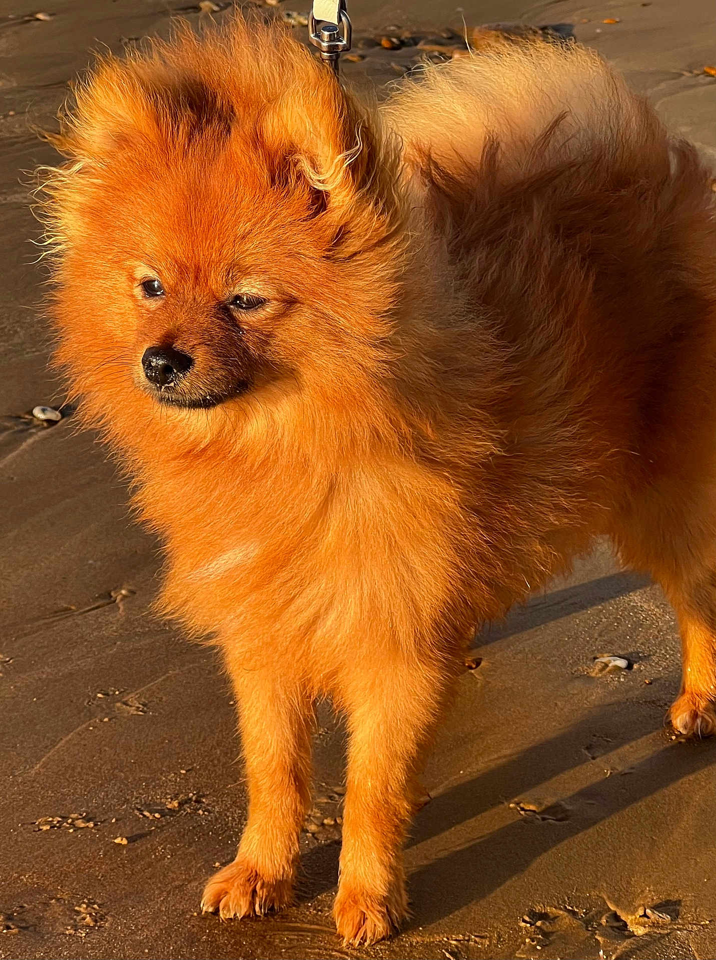 Ayline participe au concours pour gagner de l'argent avec cette photo : dog, pomeranian, orange_fur, fluffy, beach, sand, sunlight, animal, pet, outdoor, canine, fur, small_dog, standing, nature, daylight, muzzle, ears, paw, shadow