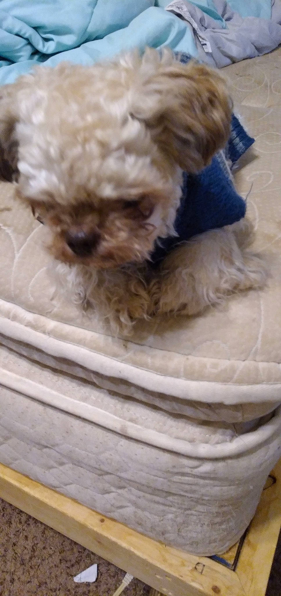 Hades is registered to the contest to win money with this photo: carnivore, comfort, companion_dog, dog, dog_breed, dog_supply, fawn, felidae, fur, liver, pet_supply, puppy_love, shih_poo, small_terrier, snout, terrier, toy_dog, whiskers, working_animal, wrinkle