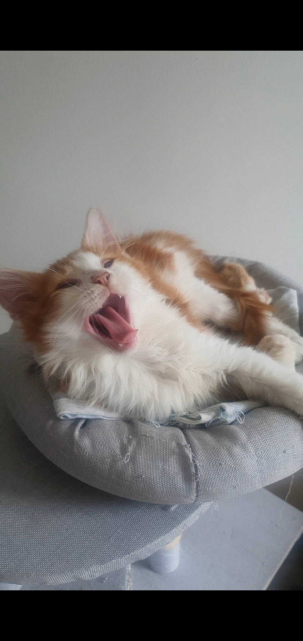 Peaky a rejoint le concours — aidez-le/la à gagner de superbes lots ! carnivore, cat, cat_supply, claw, comfort, domestic_short_haired_cat, eye, fang, felidae, foot, fur, nap, paw, roar, small_to_medium_sized_cats, snout, tail, whiskers, window, yawn