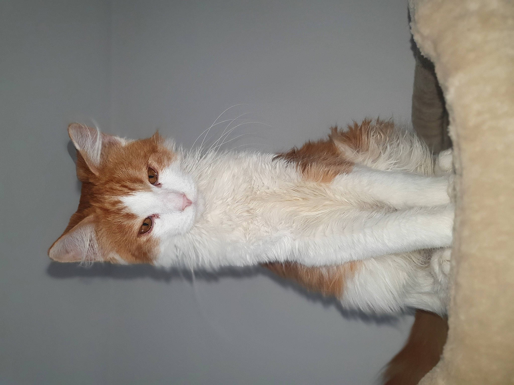 Peaky a rejoint le concours — aidez-le/la à gagner de superbes lots ! carnivore, cat, claw, domestic_short_haired_cat, fawn, felidae, foot, fur, paw, small_to_medium_sized_cats, tail, whiskers, window