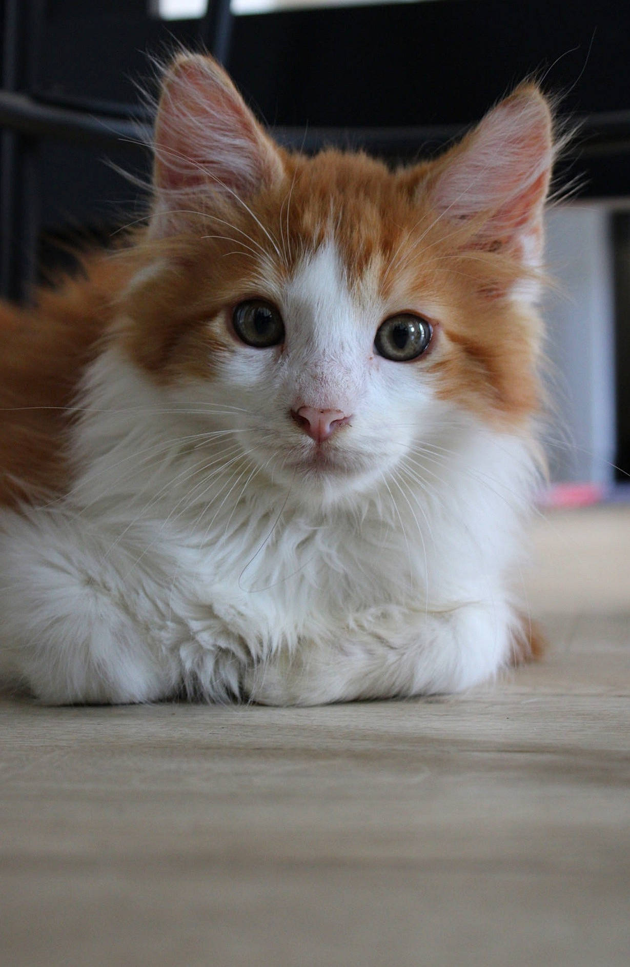 Peaky a rejoint le concours — aidez-le/la à gagner de superbes lots ! box, carnivore, cat, claw, domestic_short_haired_cat, eye, fawn, felidae, flooring, fur, iris, paw, sitting, small_to_medium_sized_cats, snout, surprised, tail, whiskers, window, wood