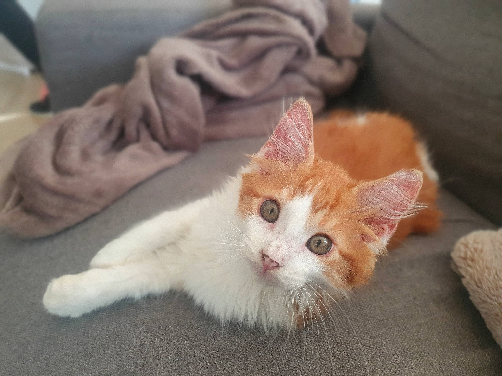 Peaky a rejoint le concours — aidez-le/la à gagner de superbes lots ! carnivore, cat, claw, comfort, domestic_short_haired_cat, eye, fawn, felidae, flooring, fur, hardwood, musical_instrument, paw, sitting, small_to_medium_sized_cats, snout, tail, whiskers, wood