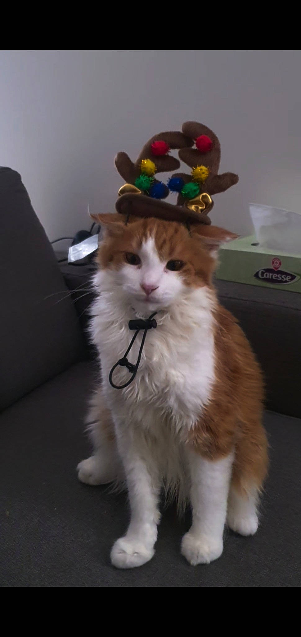 Peaky a rejoint le concours — aidez-le/la à gagner de superbes lots ! canidae, carnivore, cat, claw, collar, companion_dog, costume, costume_hat, dog_breed, event, fashion_accessory, fawn, felidae, fur, hat, paw, small_to_medium_sized_cats, snout, tail, whiskers