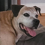 Bud joined the competition — help win amazing prizes! animal, brown, canine, closeup, dog, ears, floor, fur, happy, indoor, mouth, nose, pet, resting, smiling, tile_floor, tongue_out, wall, white, wooden_table