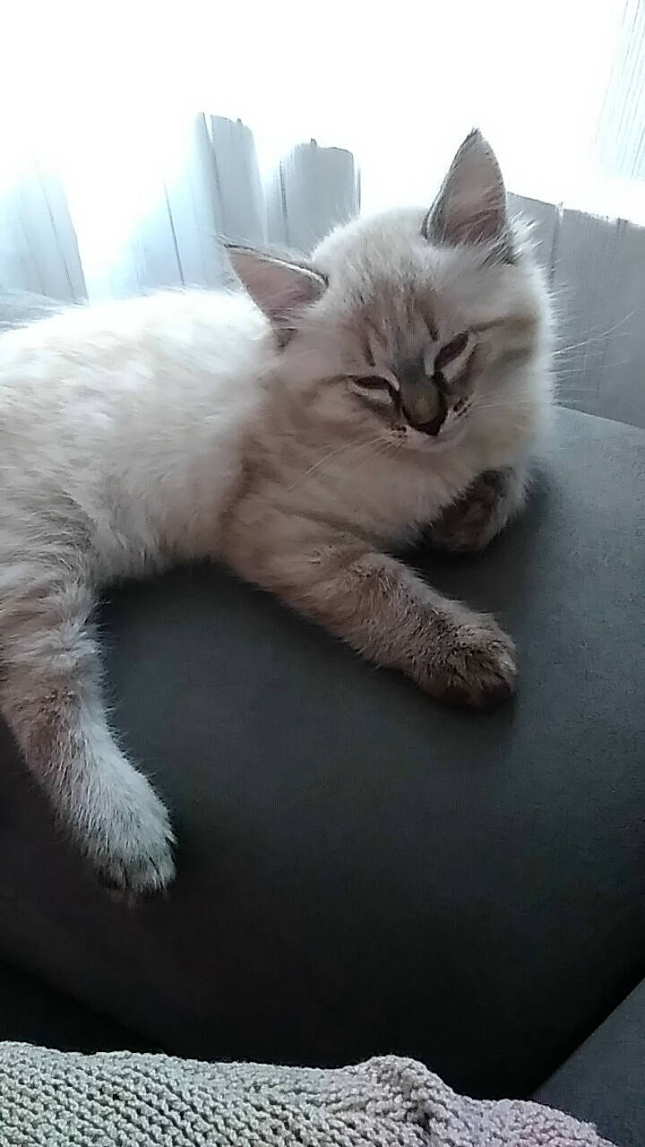 Oscar participe au concours pour gagner de l'argent avec cette photo : balinese, british_shorthair, carnivoran, cat, cat_like_mammal, domestic_short_haired_cat, fur, kitten, paw, ragdoll, small_to_medium_sized_cats, snout, whiskers