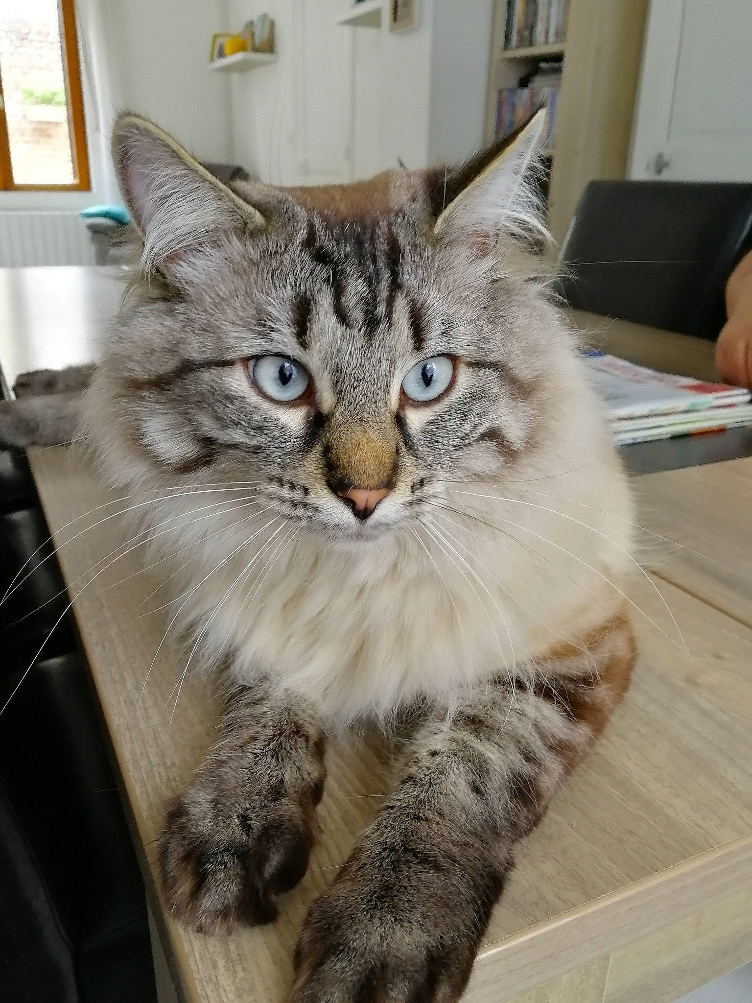 Oscar a rejoint le concours — aidez-le/la à gagner de superbes lots ! carnivore, cat, claw, domestic_short_haired_cat, felidae, fur, paw, picture_frame, small_to_medium_sized_cats, snout, tail, terrestrial_animal, whiskers, window