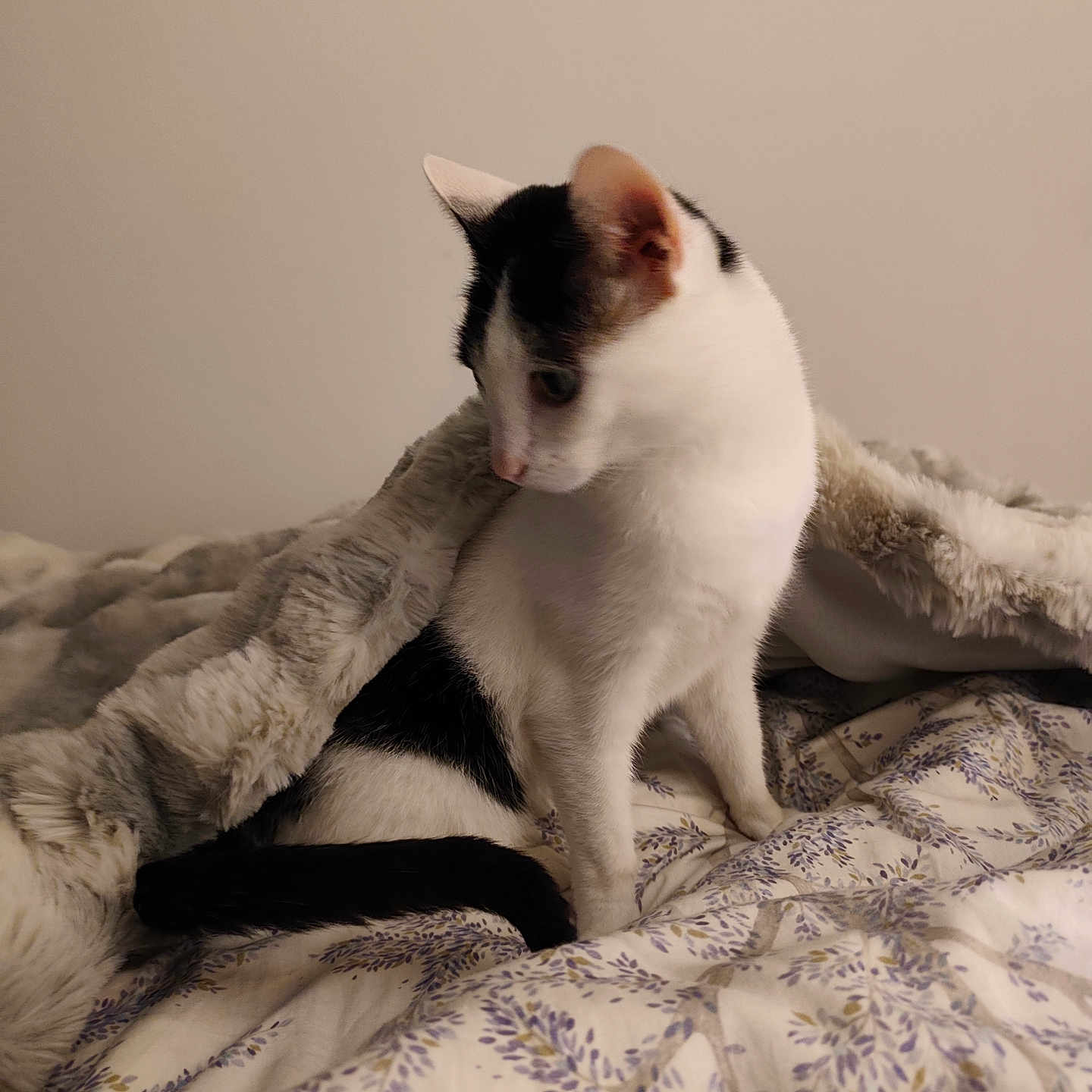 Scarlett a rejoint le concours — aidez-le/la à gagner de superbes lots ! animal, bed, black_and_white, blanket, cat, comfort, cozy, curious, cute, domestic, feline, floral_pattern, fur, indoor, pet, resting, sleepy, soft, whiskers, young_cat