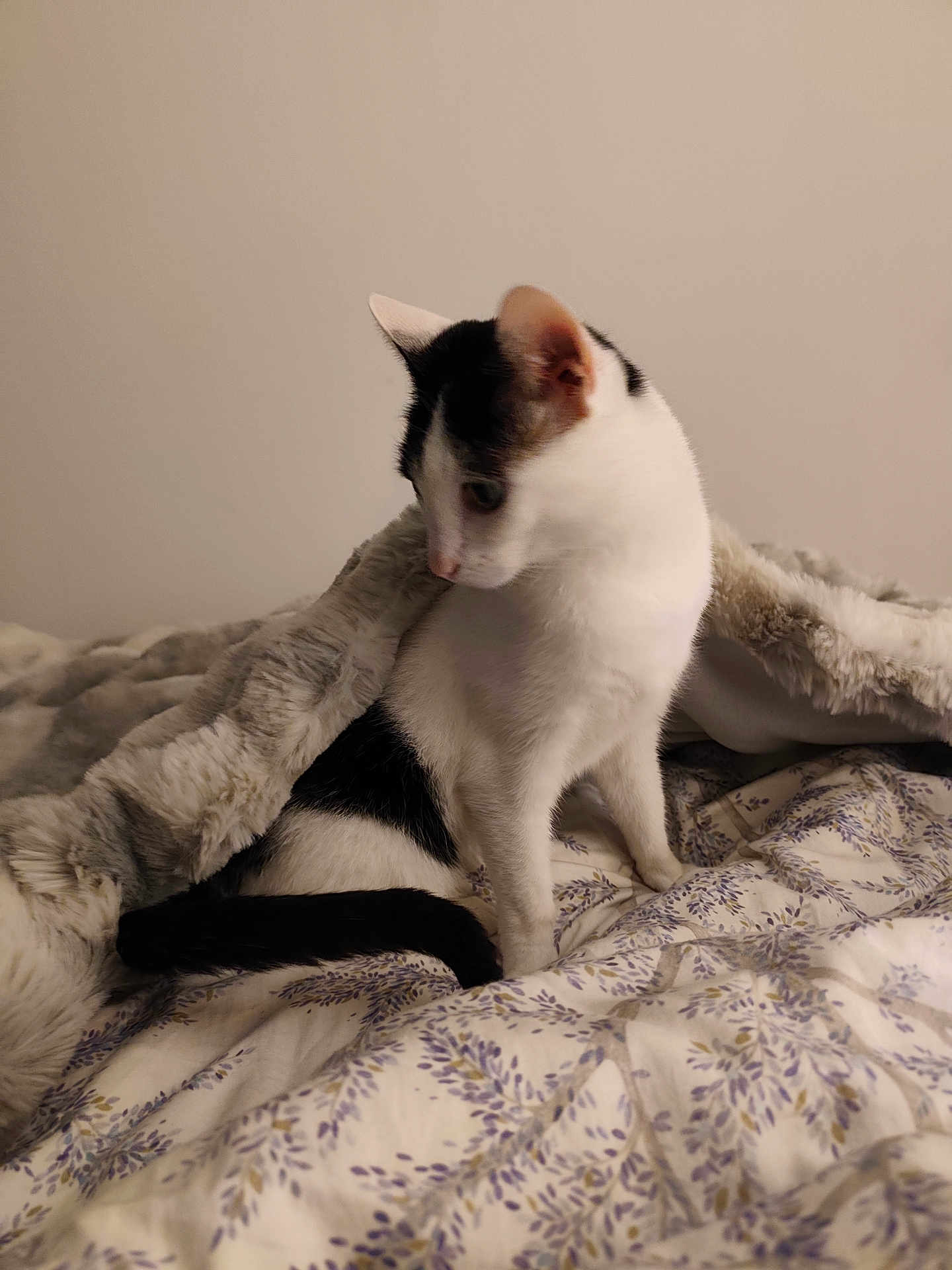 Scarlett a rejoint le concours — aidez-le/la à gagner de superbes lots ! cat, black_and_white, pet, animal, bed, blanket, floral_pattern, fur, indoor, cute, whiskers, sleepy, cozy, domestic, feline, soft, comfort, resting, curious, young_cat