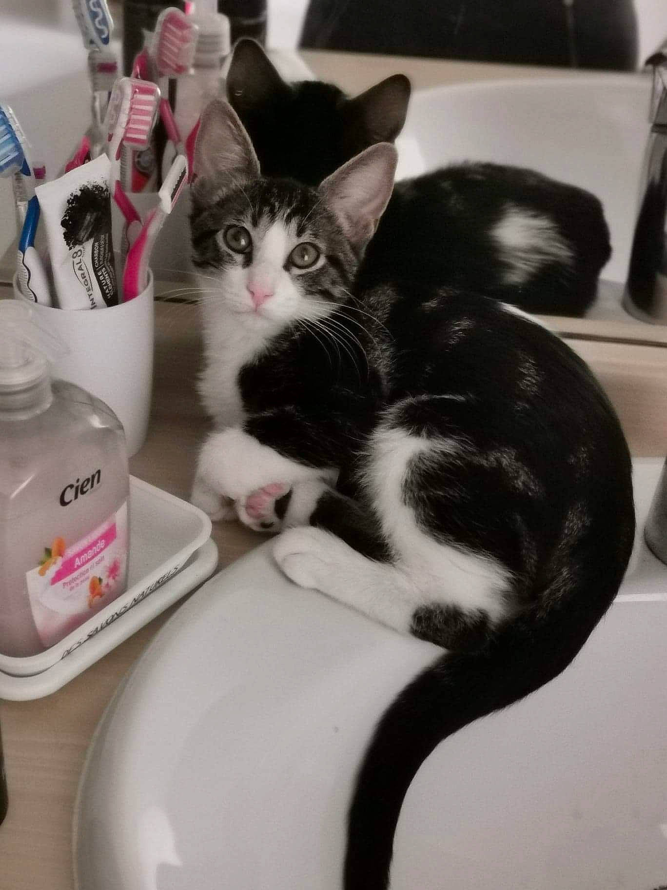 Oreo participe au concours pour gagner de l'argent avec cette photo : carnivore, cat, comfort, dishware, domestic_short_haired_cat, felidae, fur, gas, household_supply, kitchen_appliance, mammal, monochrome_photography, paw, pet_supply, plumbing_fixture, porcelain, serveware, small_to_medium_sized_cats, tail, whiskers