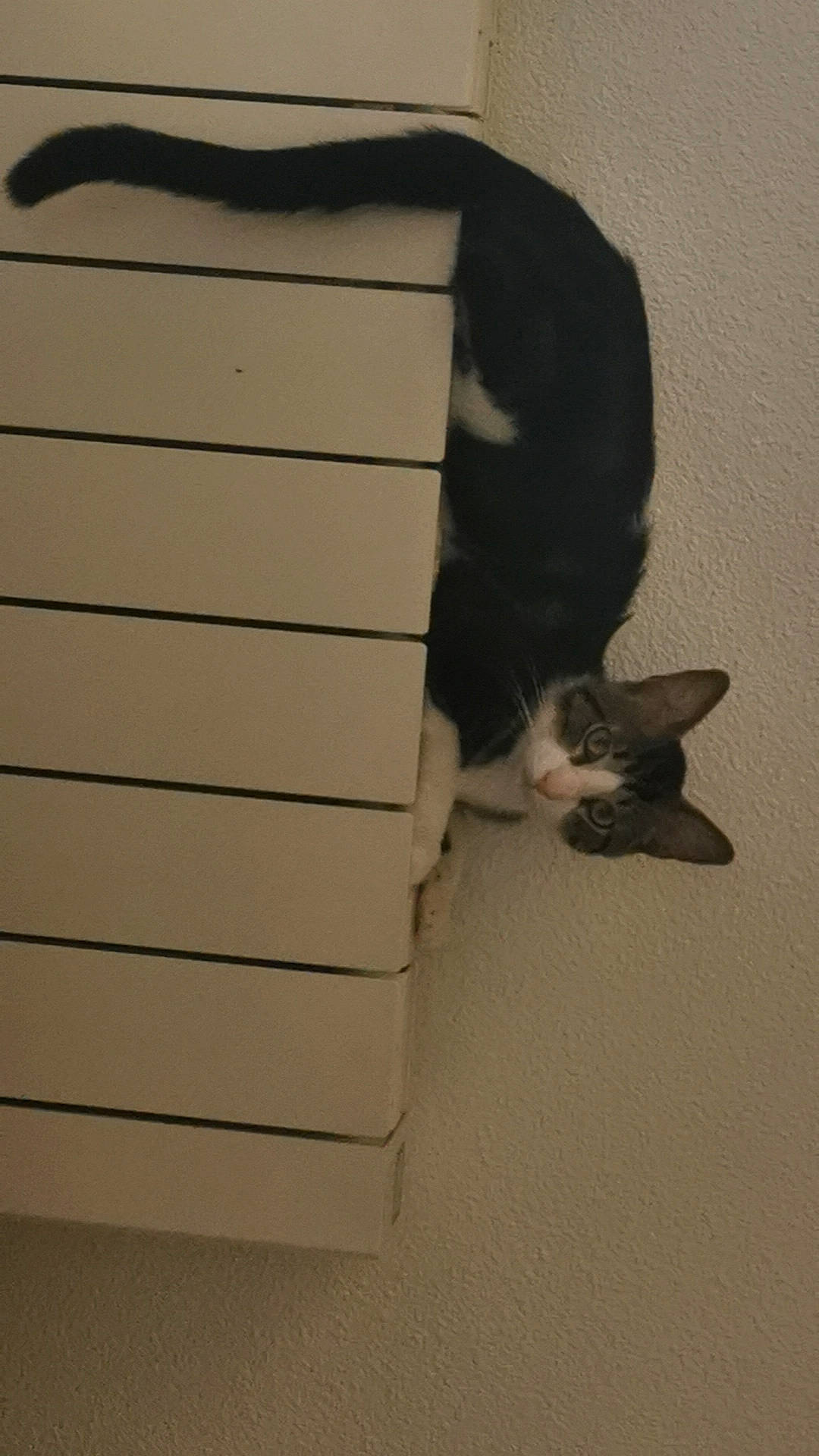 Oreo participe au concours pour gagner de l'argent avec cette photo : box, cardboard, carnivore, cat, comfort, domestic_short_haired_cat, felidae, floor, flooring, fur, hardwood, packaging_and_labeling, paper_product, pet_supply, sitting, small_to_medium_sized_cats, tail, vertebrate, whiskers, wood