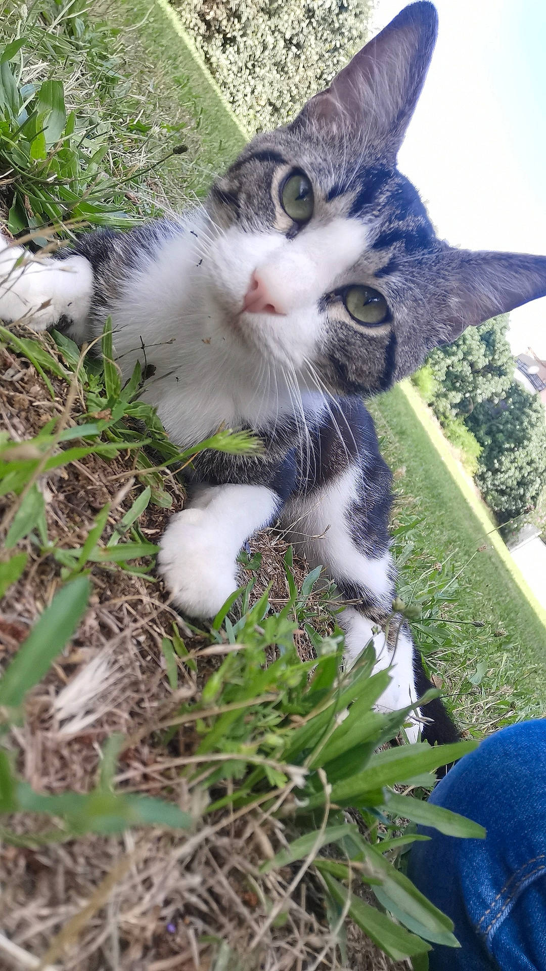 Oreo a rejoint le concours — aidez-le/la à gagner de superbes lots ! carnivore, cat, domestic_short_haired_cat, fawn, felidae, fur, garden, grass, groundcover, herb, paw, plant, sky, small_to_medium_sized_cats, snout, tail, terrestrial_animal, tree, whiskers, yard