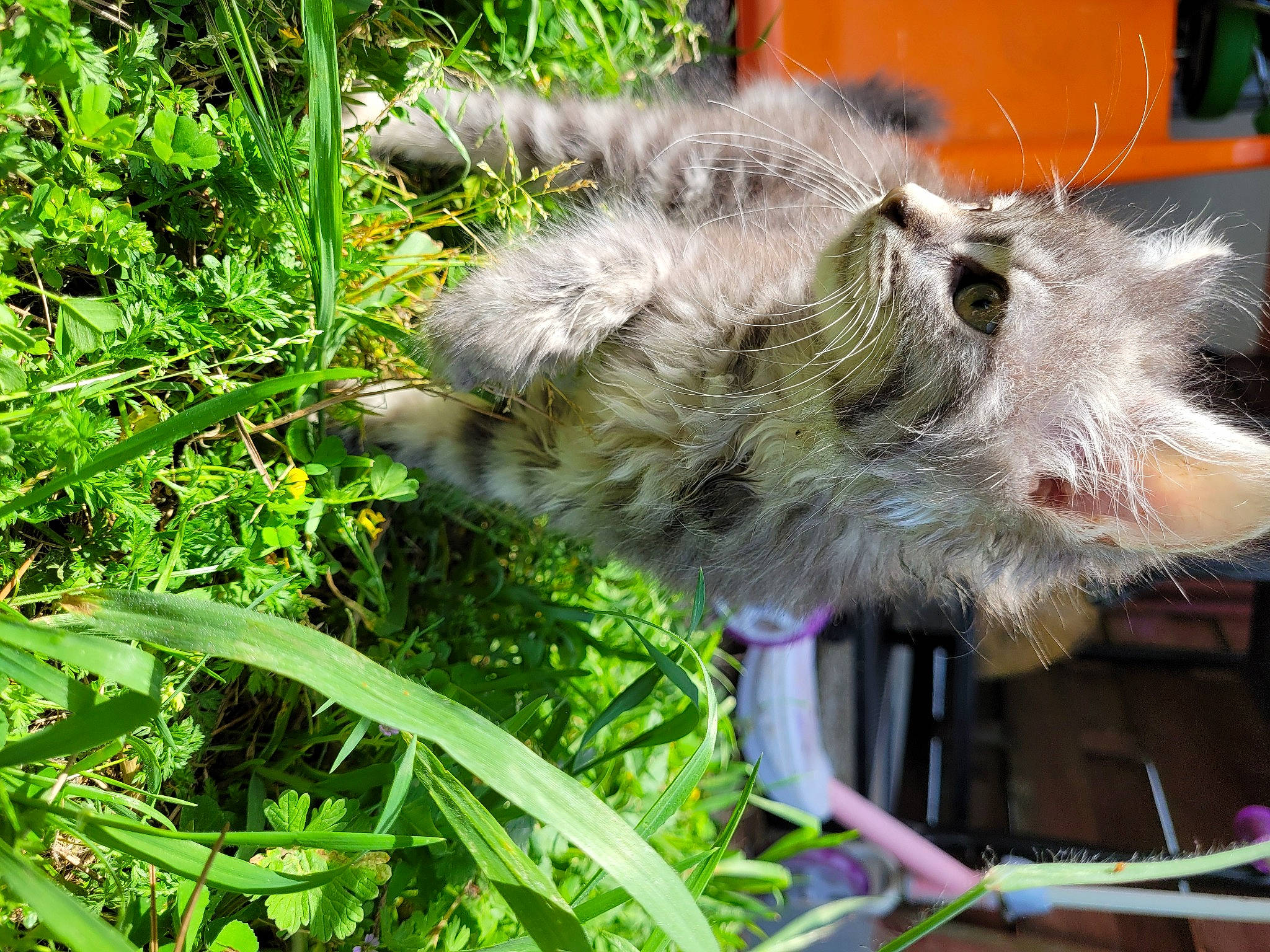 Mystigris participe au concours pour gagner de l'argent avec cette photo : claw, common_opossum, fawn, felidae, grass, groundcover, marsupial, mustelidae, opossum, pest, plant, possum, rodent, small_to_medium_sized_cats, snout, tail, terrestrial_animal, terrestrial_plant, virginia_opossum, whiskers