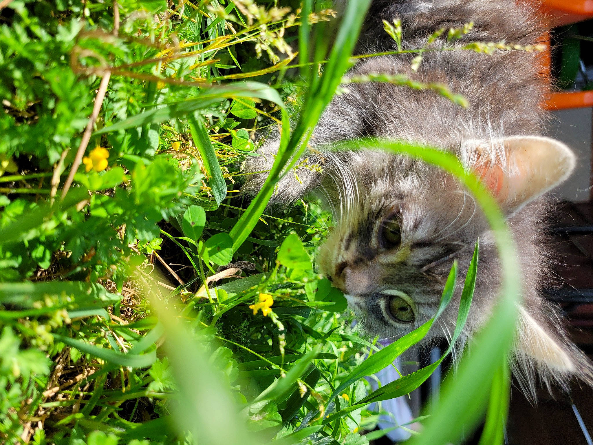 Mystigris participe au concours pour gagner de l'argent avec cette photo : carnivore, cat, domestic_short_haired_cat, eye, fawn, felidae, flower, flowering_plant, flowerpot, grass, grass_family, groundcover, plant, small_to_medium_sized_cats, snout, tail, terrestrial_animal, terrestrial_plant, vegetation, whiskers