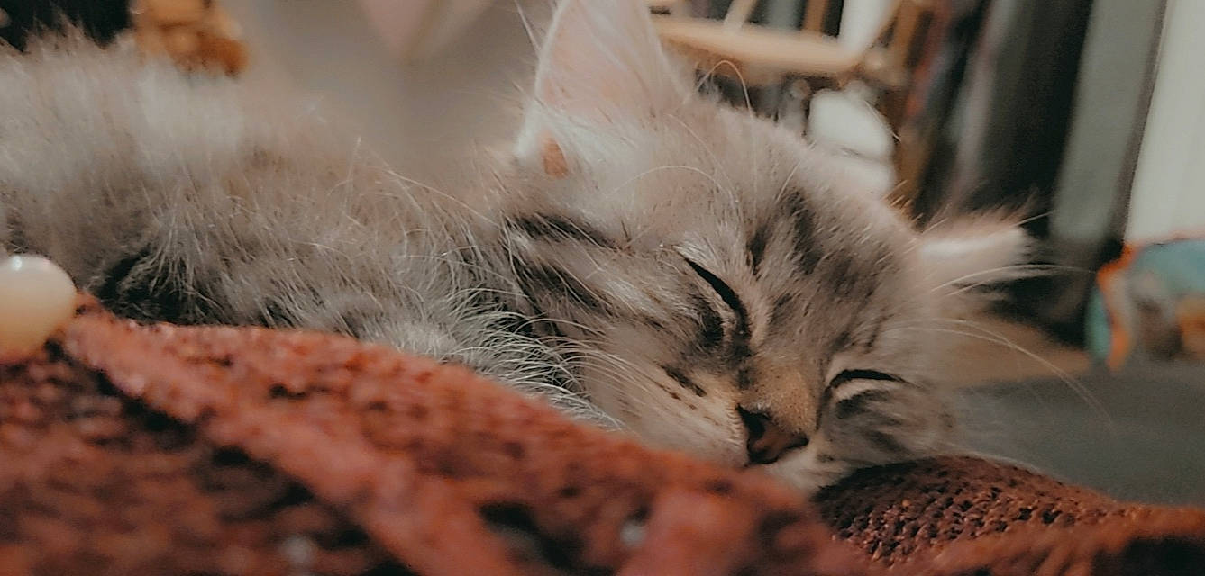 Mystigris a rejoint le concours — aidez-le/la à gagner de superbes lots ! carnivore, cat, claw, comfort, domestic_short_haired_cat, eye, fawn, felidae, fur, grass, grey, nap, paw, sand, small_to_medium_sized_cats, snout, tail, terrestrial_animal, whiskers, wood