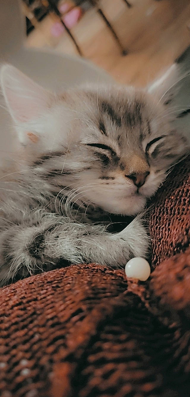 Mystigris participe au concours pour gagner de l'argent avec cette photo : carnivore, cat, cat_bed, cat_supply, claw, close_up, comfort, domestic_short_haired_cat, fawn, felidae, fur, grey, paw, plant, small_to_medium_sized_cats, snout, tail, terrestrial_animal, whiskers, wildlife