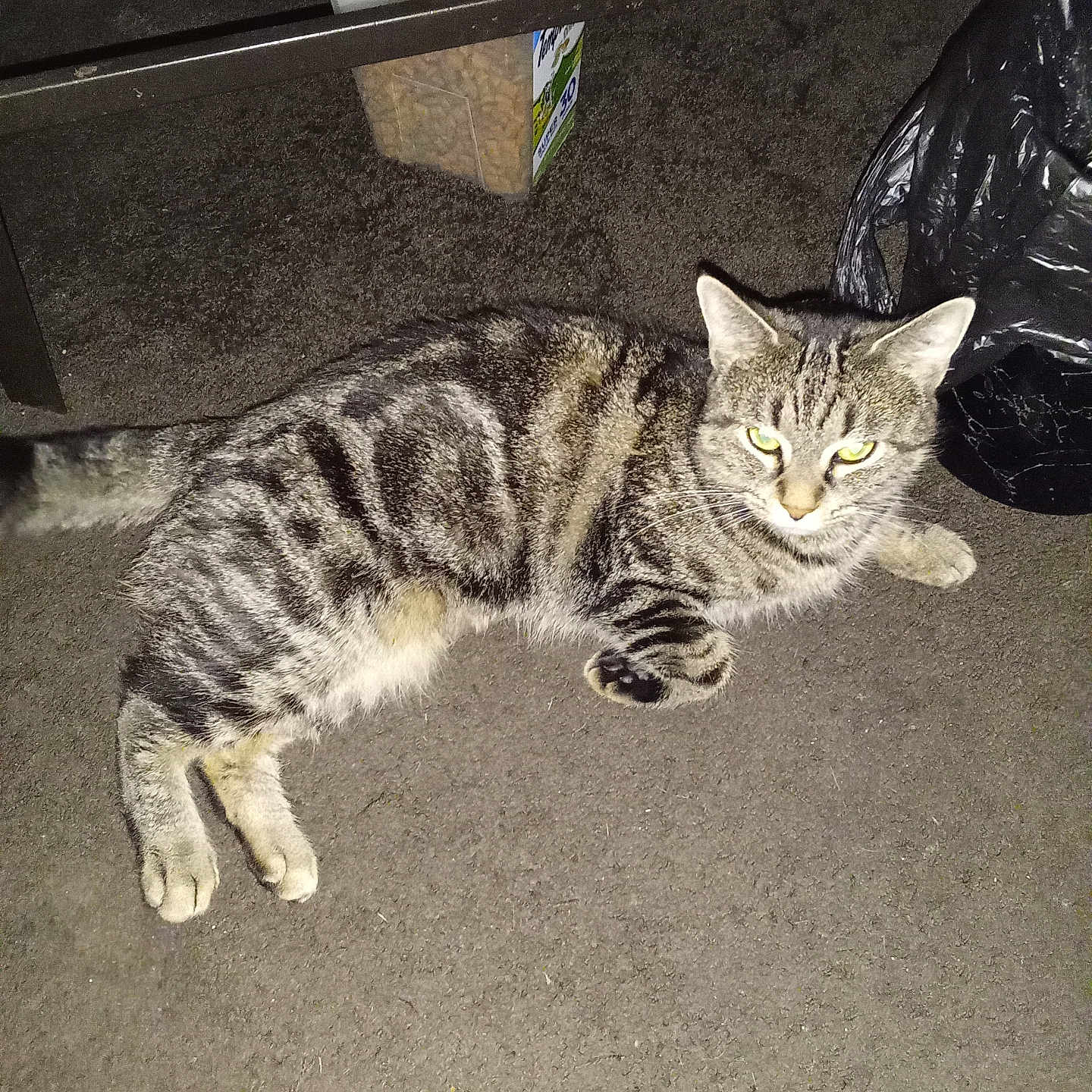Mama'S joined the competition — help win amazing prizes! cat, tabby, striped, pet, animal, feline, indoor, carpet, container, plastic_bag, food, curious, eyes, lying_down, floor, domestic, cute, whiskers, ears, tail